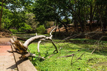 インド　ケララ州のアラップーザの市街地を流れるヴァーダ運河と街並み