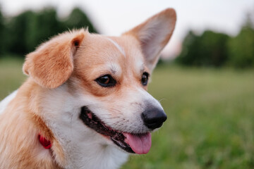 A happy smile of welsh corgi. 