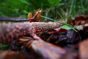 Branch in the forest