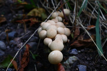 mushrooms in the forest