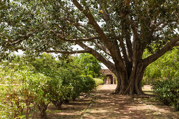 Fototapeta na wymiar インド　ラージャスターン州にあるチッタウルガル砦内のフェイ・プラカシュ・パレスの庭園