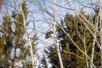 A cedar tree sits on a birch tree in the autumn forest