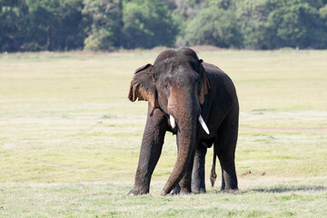 Fototapeta na wymiar A tusker elephant stands tall in the wilderness of Sri Lanka.