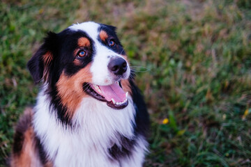 A happy smile of australian shepherd. 