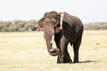Obraz premium A tusker elephant stands tall in the wilderness of Sri Lanka.