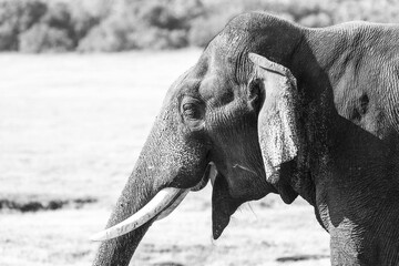 Black & white portrait image of a wild elephant with tusks.