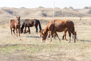 Naklejka na ściany i meble herd of horses in the pasture