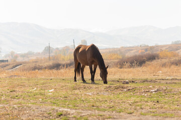 Obraz premium herd of horses in the pasture