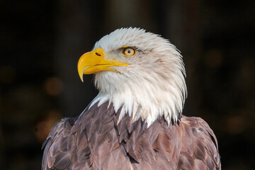 close up portrait of the american bald eagle