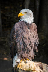 American bald eagle perched on a rock