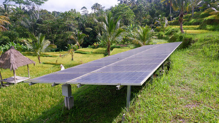 solar panels on a rice fields