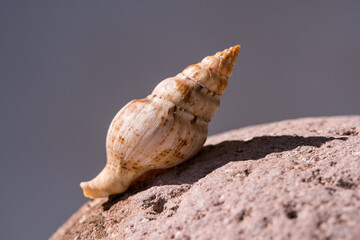 Seashell on a rock