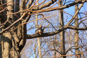 Squirrel on a tree