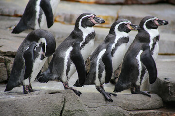 Obraz premium Humboldt penguins in zoo