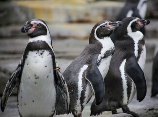 Humboldt penguins in zoo