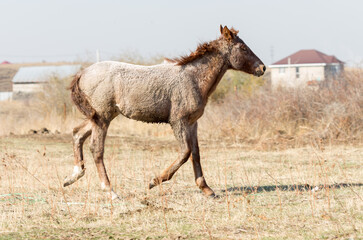 herd of horses in the pasture