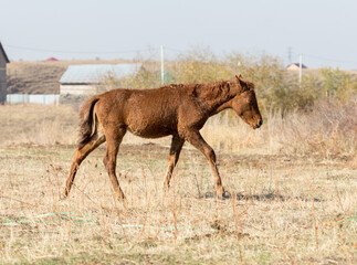 herd of horses in the pasture