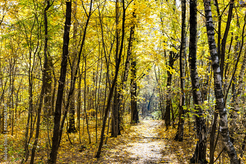 Wall mural path illuminated by sun in forest in autumn