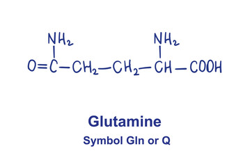 Glutamine chemical structure. Vector illustration Hand drawn
