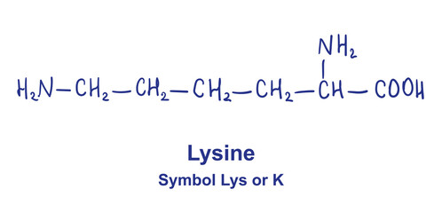 Lysine chemical structure. Vector illustration Hand drawn
