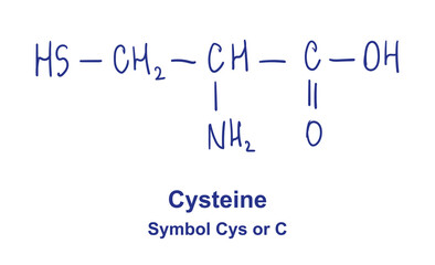 Cysteine chemical structure. Vector illustration Hand drawn