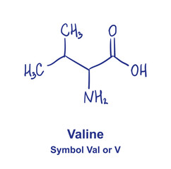 Valine chemical structure. Vector illustration Hand drawn