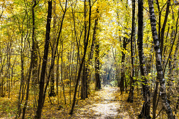 path illuminated by sun in forest in autumn