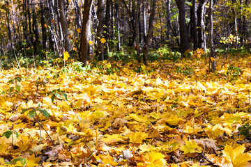 surface of meadow covered by fallen yellow leaves