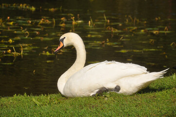 Swan on the pond close-up. Bird, wildlife, birds, animals, beauty