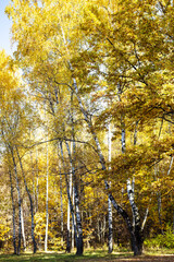 birch trees with yellow foliage in autumn forest