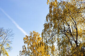 yellow birch trees and blue sky with contrail