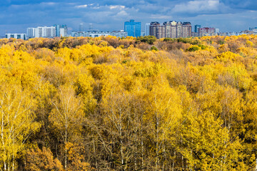 Fototapeta na wymiar lush yellow forest lit by sun, modern high-rise houses on horizon and blue rainy clouds in sky on autumn day before rain