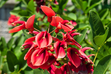 red  flowers