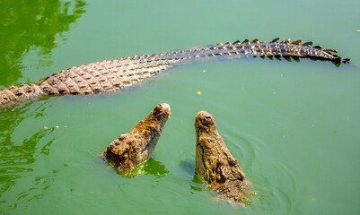 Fototapeta na wymiar Crocodiles in nature swim in the lake. Many predators lie on the banks of the river, basking in the sun. Crocodile farm.
