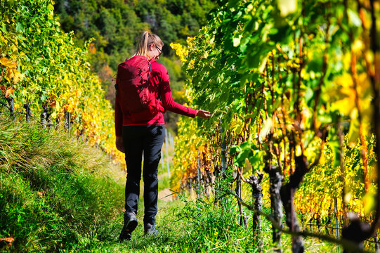 Wandern durch das Weinberg in S&uuml;dtirol