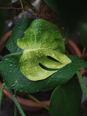 Waterdrops on leaf