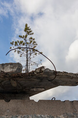 The power of life. A lone pine tree grows on concrete blocks.