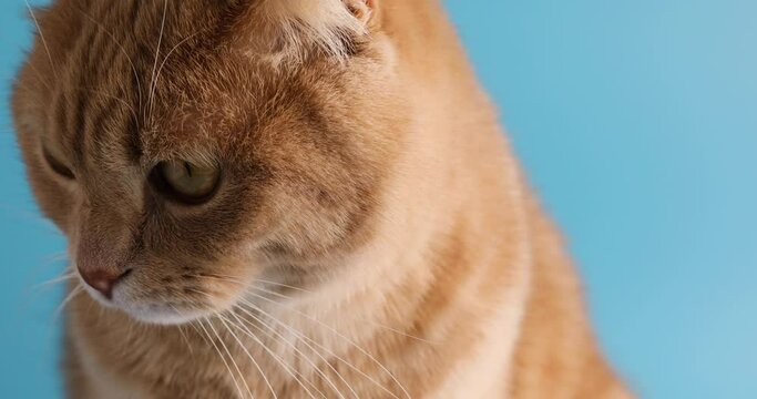 Close up face cute adorable british cat on blue background studio, look camera