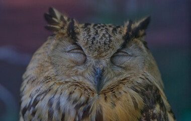An owl with one closing eyes with blur background