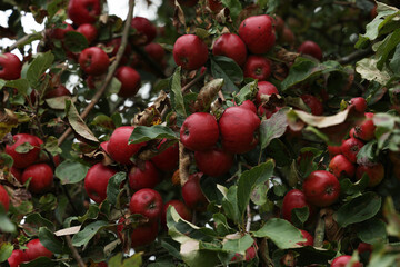 The apples ripen on the branches of the tree