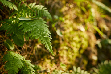Closeup image of a fern leaf (Dryopteris filix-mas).