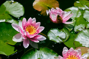 Closeup image of a Indian lotus flower (Nelumbo nucifera).