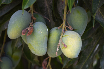 mango hanging on tree in garden. Raw unripen food wallpaper fruit background nature photo