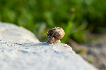 snail on a rock