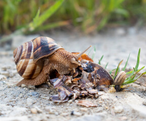 snail cannibal