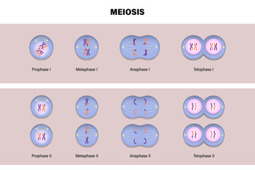 Meiotic division of an animal cell. Diagram of Meiosis. Prophase, Metaphase, Anaphase, and Telophase. 