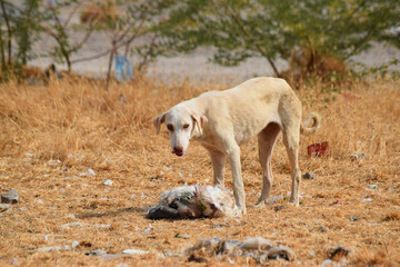 Obraz na płótnie Canvas Street dog homeless puppy eating. animal wallpaper background photo