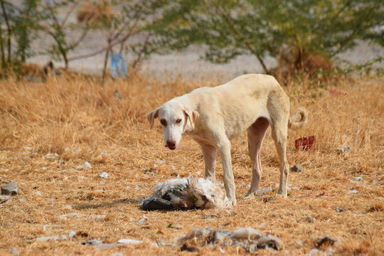 Street dog homeless puppy eating. animal wallpaper background photo
