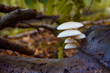Beautiful Porcelain fungus seen from below