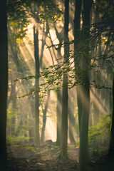 Morning light through the trees in a foggy autumn day